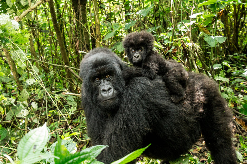 Mountain Gorilla (Brass)