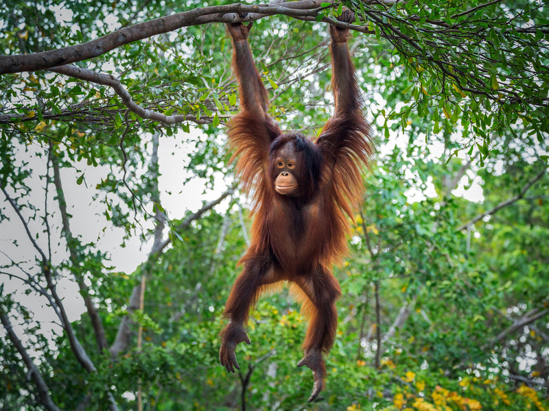 Orangutan (Brass)